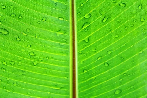 叶，宏，绿色，郁郁葱葱，充满活力，明亮，颜色