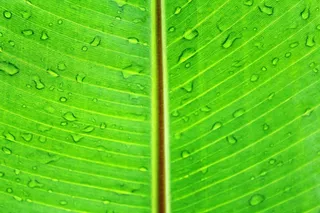 叶，宏，绿色，郁郁葱葱，充满活力，明亮，颜色