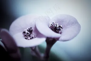 绣球花,非洲堇,蜗牛花,丁香花,*花,紫罗兰花