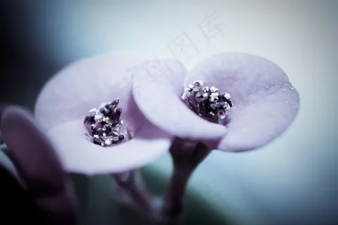 绣球花,非洲堇,蜗牛花,丁香花,*花,紫罗兰花 绣球花,非洲堇,蜗牛花,丁香花,*花,紫罗兰花
