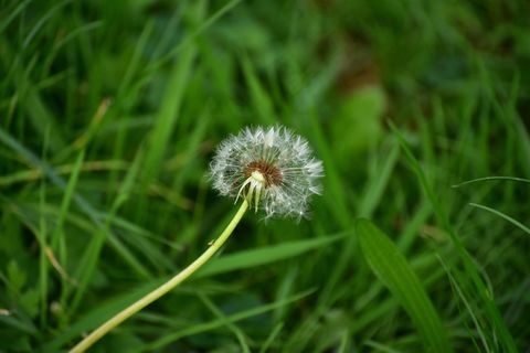秋，蒲公英，植物，自然，褪色，白