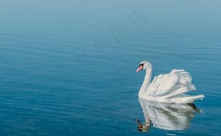 天鹅，水，水禽，鸟，游泳，湖，动物