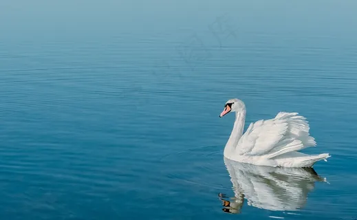 天鹅,水,水禽,鸟,游泳,湖,动物 天鹅,水,水禽,鸟,游泳,湖,动物