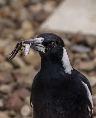 喜,,澳大利亚喜,,饿了，渔获，猎物，脱皮