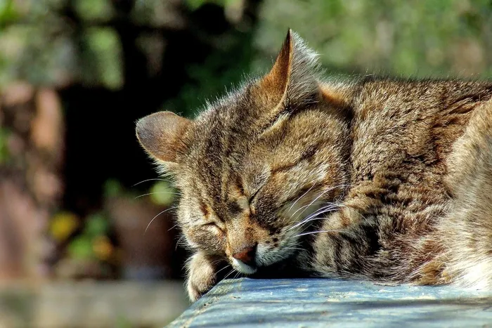 猫，睡眠，花园，家养，棕色，虎斑猫，可爱