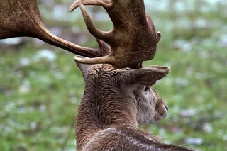 森林，野生，小鹿，自然