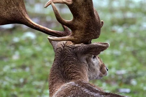 森林,野生,小鹿,自然 森林,野生,小鹿,自然
