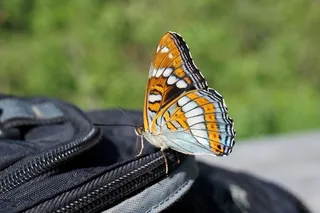 ,柳紫闪蛱蝶,摩托车,副王蛱蝶,男孩,背包上的蝴蝶