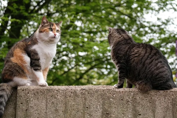猫，家猫，英国短毛猫