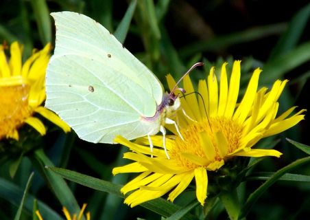 Gonepteryx Rhamni,蝴蝶,飞行昆虫,自然 Gonepteryx Rhamni,蝴蝶,飞行昆虫,自然
