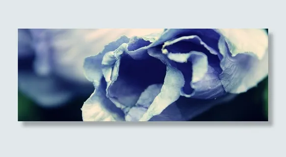 开花，蓝色，花，紫色，性质，关闭