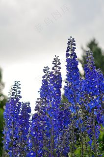 蓝色，春天，裸茎罂粟，丁香，多彩