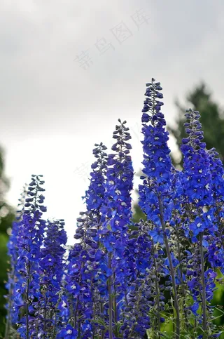 蓝色，春天，裸茎罂粟，丁香，多彩