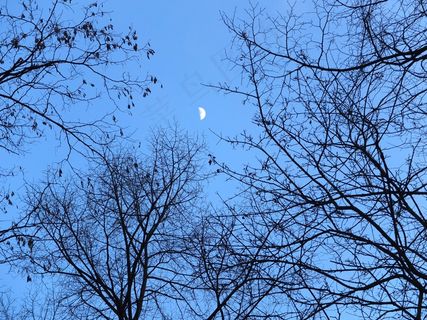 树木，审美，分支机构，林冠，森林，剪影