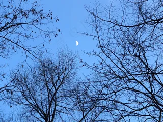 树木，审美，分支机构，林冠，森林，剪影