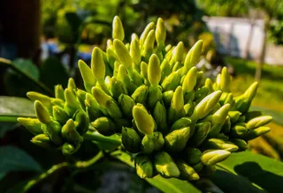 开花，花，绿色