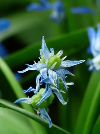 风信子，水果，胶囊，花，开花，盛开