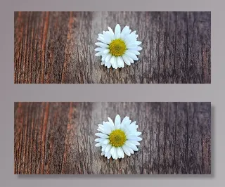 花，雏菊，指出花，开花，白