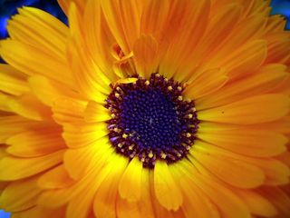 花，性质，开花，黄色，植物，花的