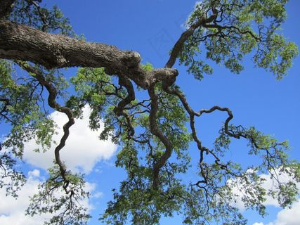 树，森林，树枝，查找，向上，意见，以上