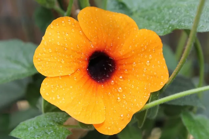 花，性质，黑眼苏珊，黄色，一滴水