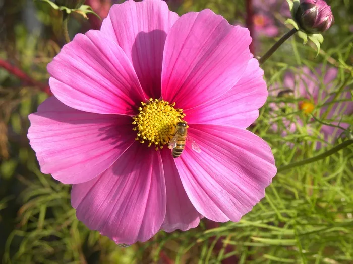 花，花粉，蜜蜂，昆虫，性质，黄色，春天