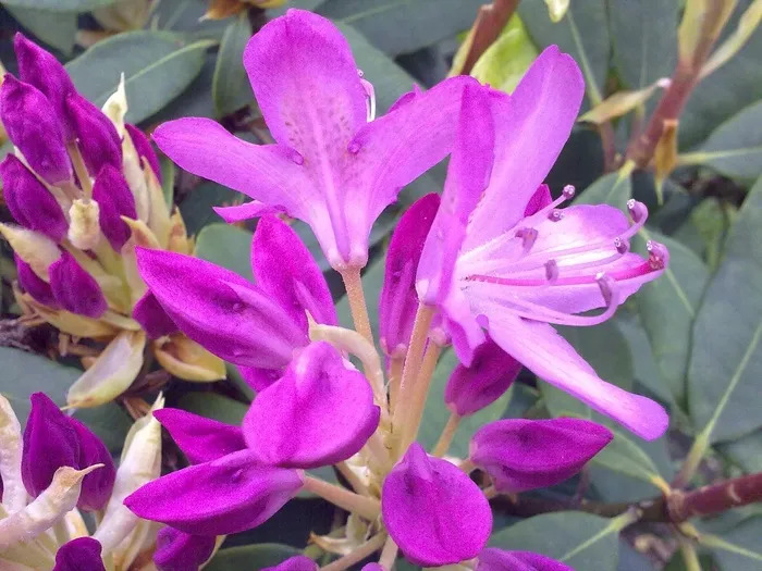 杜鹃花，粉红色，春季