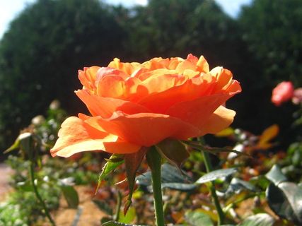 花，花园，夏天，花的，花卉园，多彩