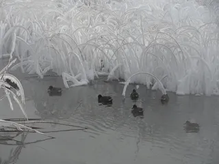 野生动物，鸭子，自然，外，鸭，动物，水