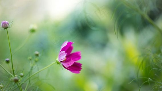 叶子，绿叶，叶子