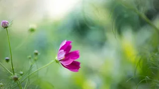 叶子，绿叶，叶子