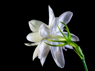 野花，开花，白