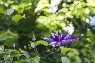 紫色的花，花的，植物，自然，开花，盛开