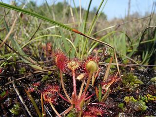 茅膏菜，植物，肉食性，自然，宏，绿色，Εκδηλώσεις