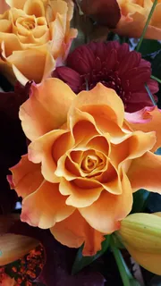 玫瑰,花朵,花束 玫瑰,花朵,花束