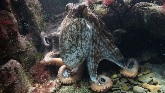 章鱼,海妖,普通章鱼,普通章鱼,海洋 章鱼,海妖,普通章鱼,普通章鱼,海洋