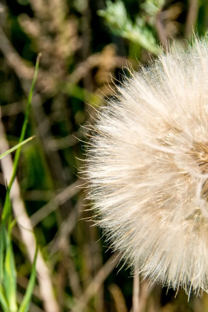 阳光，打击，公园，绿色，白色，风景，自然