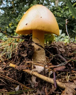 蘑菇,森林,蘑菇采摘,关闭 蘑菇,森林,蘑菇采摘,关闭