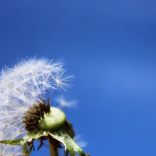 蒲公英,指出花,花,种子,植物,性质 蒲公英,指出花,花,种子,植物,性质