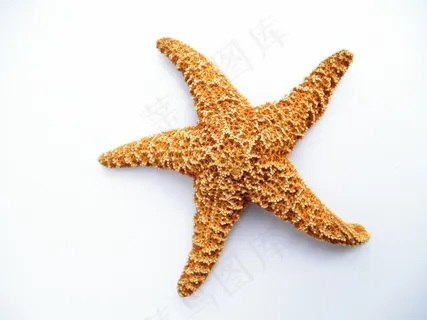 海星,干,装饰,海洋 海星,干,装饰,海洋
