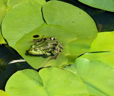 青蛙，百合叶，池塘，绿色，吱吱叫声，花园，路径