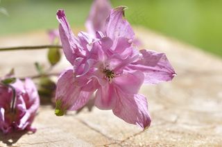 哥伦拜恩，花，植物，鲜花，粉红色，蜡笔，木材