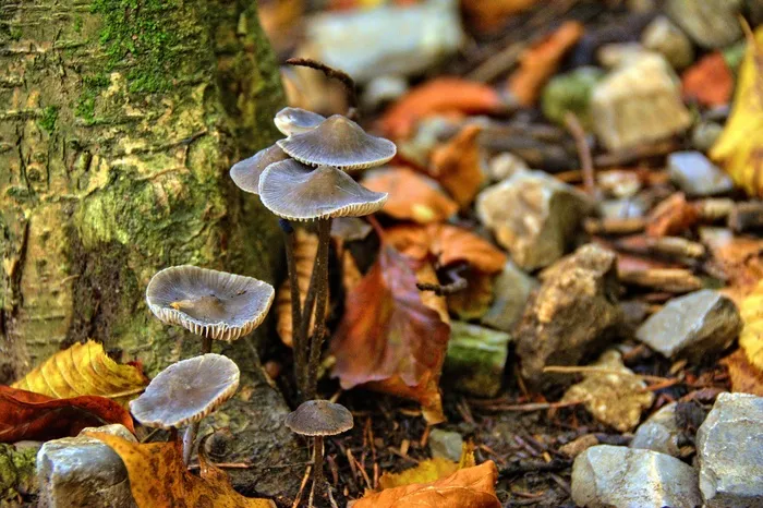蘑菇，山，Pieniny，景观，波兰，树
