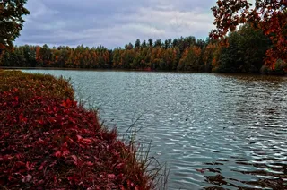 自然，水，层次，波浪，森林，天空