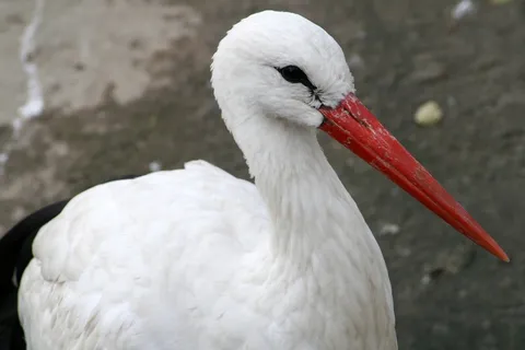 鸟，鸟喙，红喙，鹳，鸟，性质，产卵器