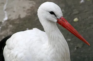 鸟，鸟喙，红喙，鹳，鸟，性质，产卵器
