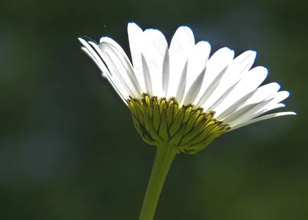 雏菊,花,玛格丽特,盛开,植物群,详细信息,性质 雏菊,花,玛格丽特,盛开,植物群,详细信息,性质