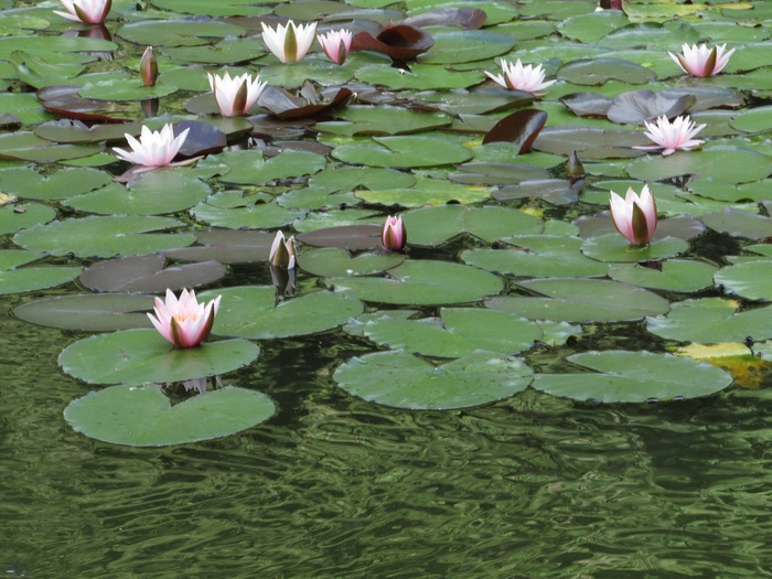 睡莲，粉红色，开花，性质