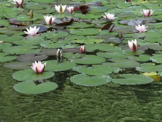 睡莲，粉红色，开花，性质