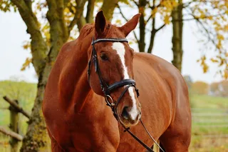 马，动物，骑马，Reiterhof，棕色，耦合，草地